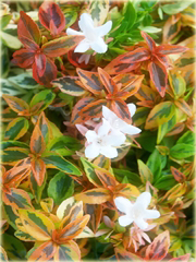 Abelia wielkokwiatowa Abelia grandiflora