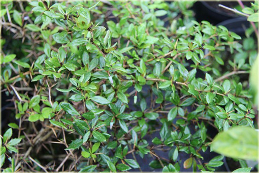 Berberys gruczołkowaty