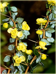 Berberys gruczołkowaty