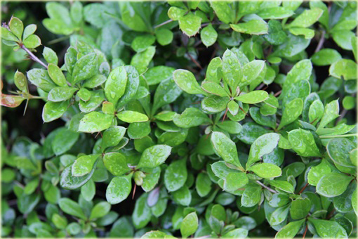 Berberys pośredni Green Jewel