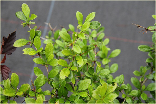 Berberys pośredni Green Jewel