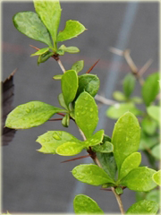 Berberys pośredni Green Jewel