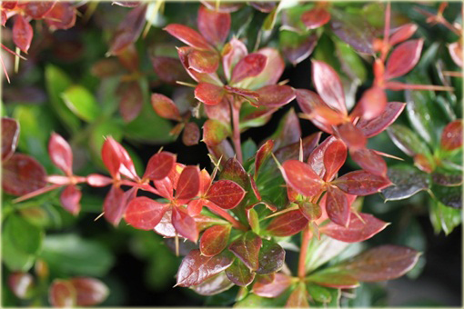 Berberys pośredni Red Jewel