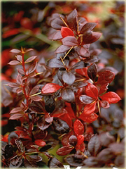 Berberys pośredni Red Jewel
