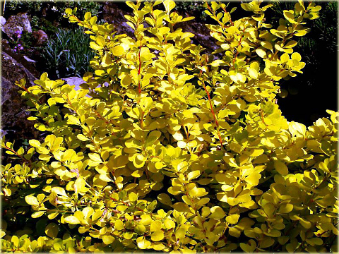 Berberys Thunberga Aurea Berberis thunbergii Aurea