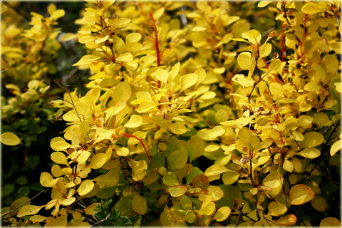 Berberys Thunberga Aurea Berberis thunbergii Aurea