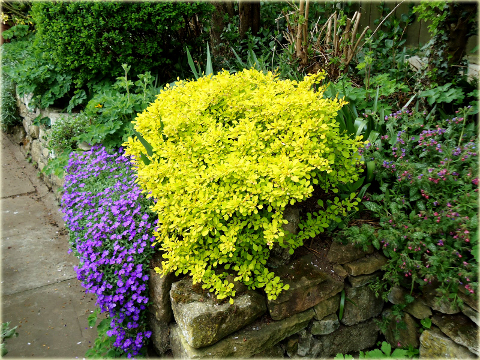 Berberys Thunberga Aurea Berberis thunbergii Aurea