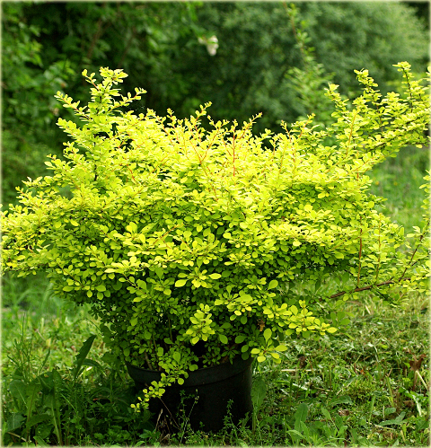 Berberys Thunberga Aurea Berberis thunbergii Aurea