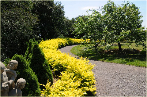 Berberys Thunberga Aurea Berberis thunbergii Aurea