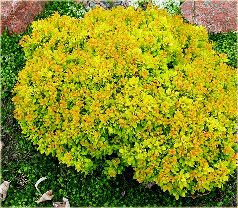 Berberys Thunberga Aurea Berberis thunbergii Aurea