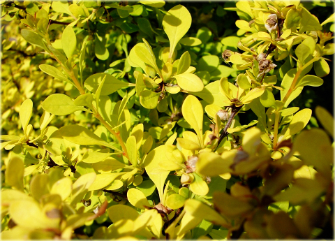 Berberys Thunberga Aurea Berberis thunbergii Aurea