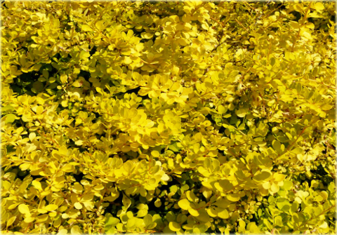 Berberys Thunberga Aurea Berberis thunbergii Aurea