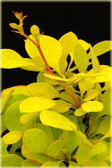 Berberys Thunberga Aurea Berberis thunbergii Aurea