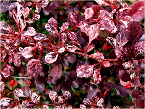 Berberys Thunberga Rose Glow Berberis thunbergii Rose Glow