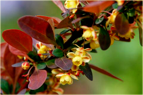 Berberys Thunberga Rose Glow Berberis thunbergii Rose Glow