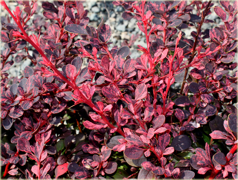 Berberys Thunberga Rose Glow Berberis thunbergii Rose Glow