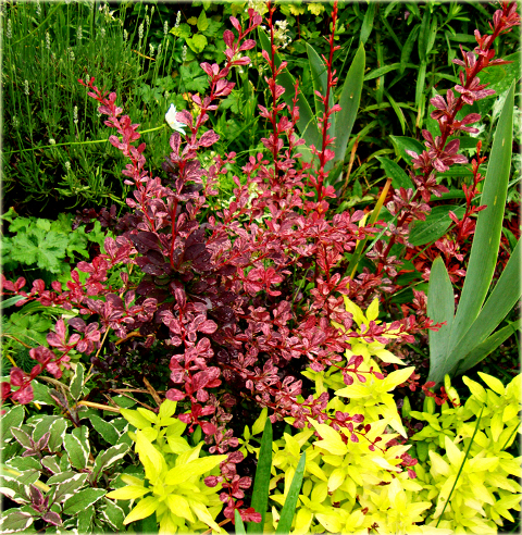 Berberys Thunberga Rose Glow Berberis thunbergii Rose Glow