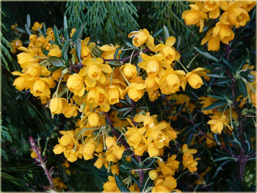 Berberys wąskolistny