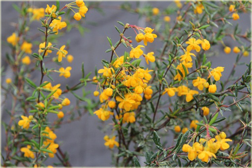 Berberys wąskolistny