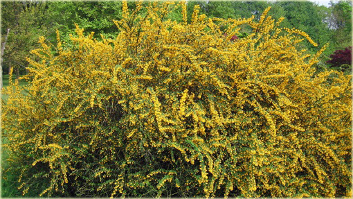 Berberys wąskolistny