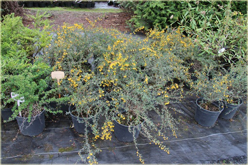 Berberys wąskolistny