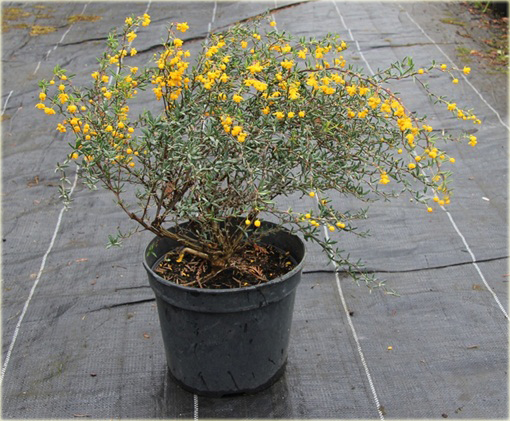 Berberys wąskolistny