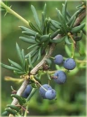 Berberys wąskolistny