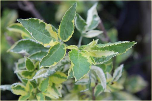 Bez czarny Madonna Sambucus nigra Madonna