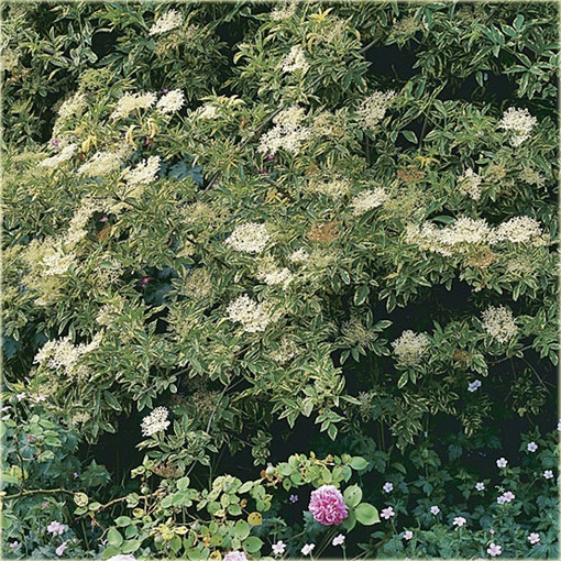 Bez czarny Madonna Sambucus nigra Madonna