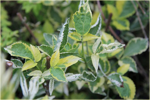 Bez czarny Madonna Sambucus nigra Madonna