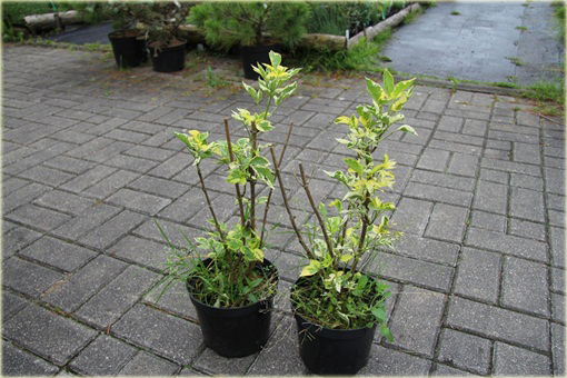 Bez czarny Madonna Sambucus nigra Madonna