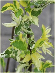 Bez czarny Madonna Sambucus nigra Madonna