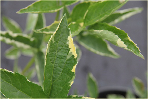 Bez czarny Naomi Sambucus nigra