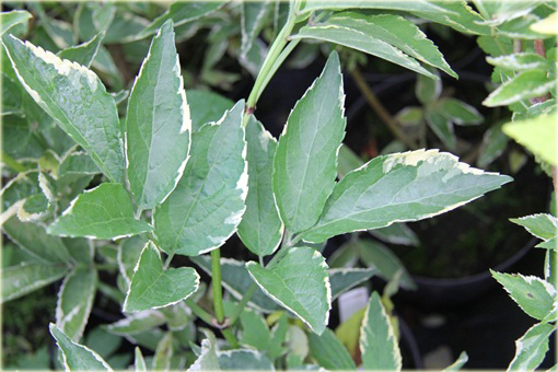 Bez czarny Naomi Sambucus nigra