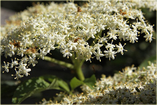 Bez czarny Naomi Sambucus nigra