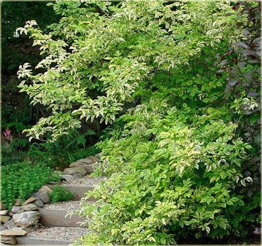 Bez czarny Naomi Sambucus nigra