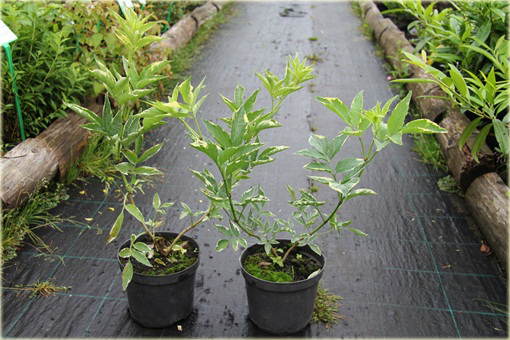 Bez czarny Naomi Sambucus nigra