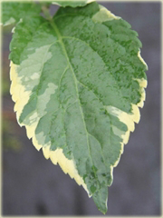 Bez czarny Naomi Sambucus nigra