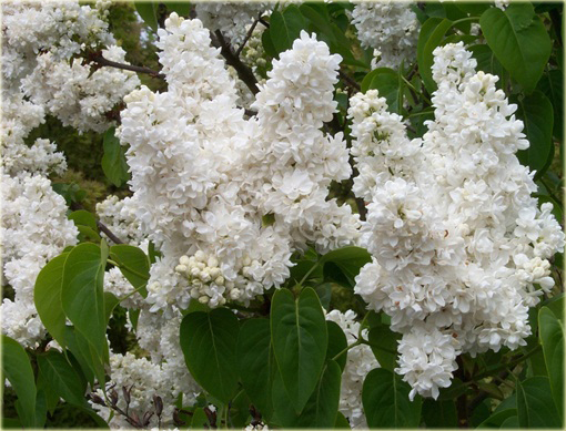 Bez Lilak Mme Lemoine Syringa Madame Lemoine