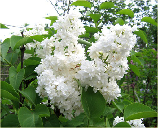 Bez Lilak Mme Lemoine Syringa Madame Lemoine