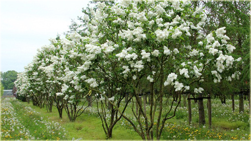 Bez Lilak Mme Lemoine Syringa Madame Lemoine