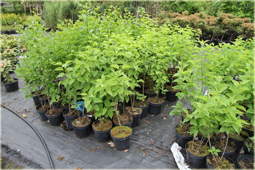 Bez Lilak Mme Lemoine Syringa Madame Lemoine