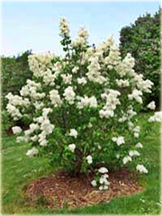 Bez Lilak Mme Lemoine Syringa Madame Lemoine