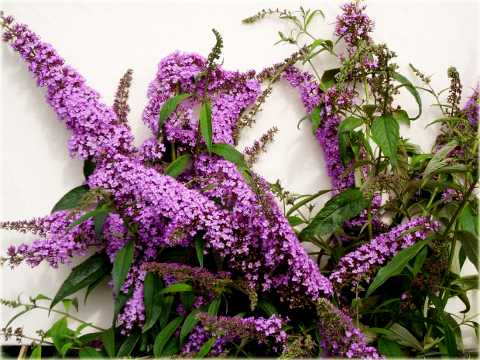 Budleja Dawida Fascinating Buddleja davidii Fascinating