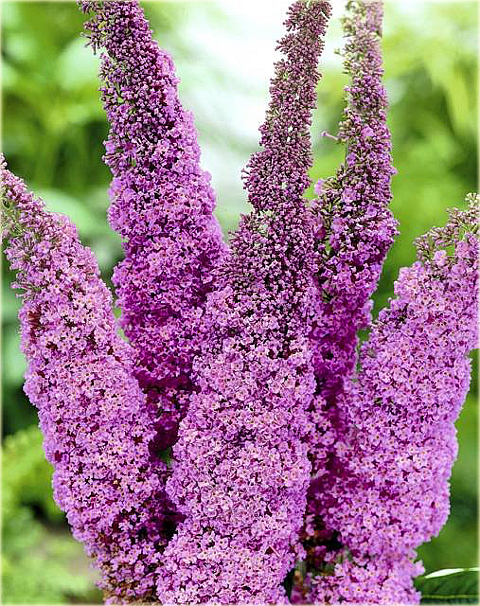 Budleja Dawida Fascinating Buddleja davidii Fascinating