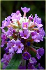 Budleja Dawida Fascinating Buddleja davidi Fascinating