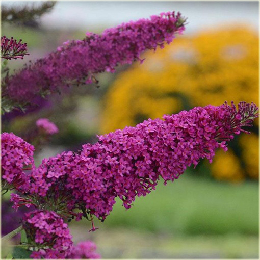 Budleja Dawida Purple Prince Buddleja davidii
