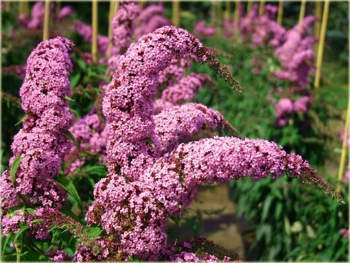 Budleja Dawida Purple Prince Buddleja davidii