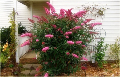 Budleja Dawida Purple Prince Buddleja davidii
