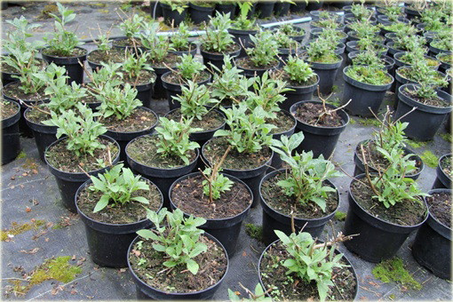 Budleja Dawida Purple Prince Buddleja davidii